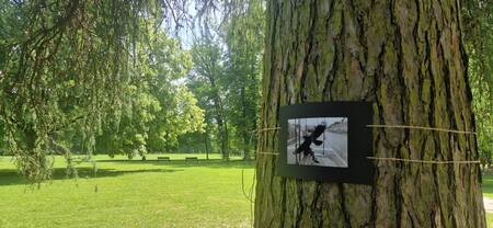 Macesnova galerija v ravenskem parku (4)