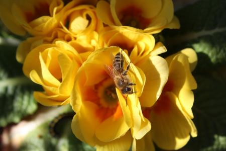 Učni čebelnjak Pigl