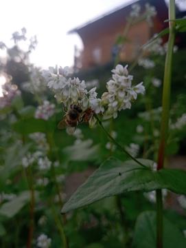 Učni čebelnjak Pigl